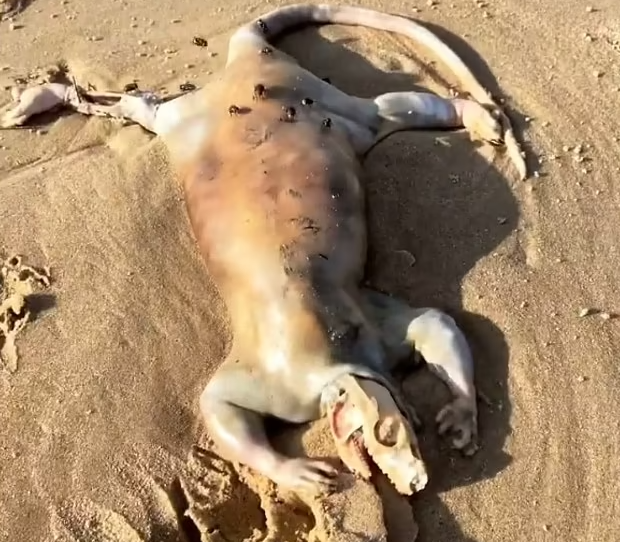 Alien like creature discovered on an Australian beach