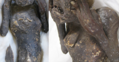 mummified 'mermaid' with 'human face' and tail