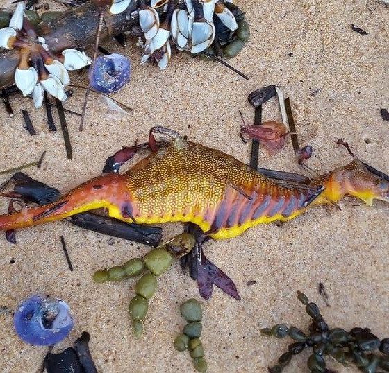 Creatures wash up on Australian beaches