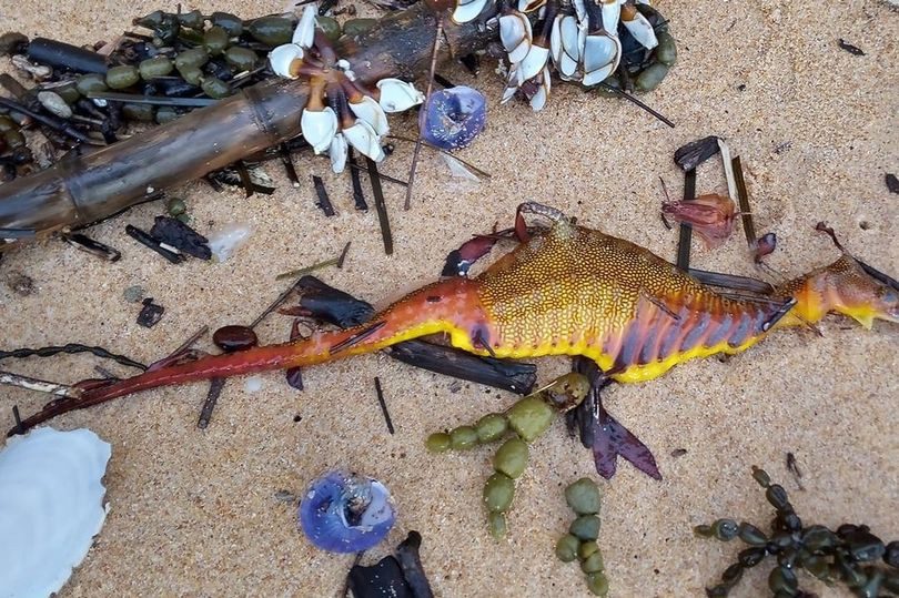 Creatures wash up on Australian beaches