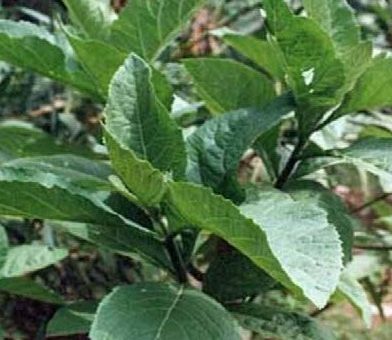 14 Health Benefits of Bitter Leaf (Vernonia Amygdalina)