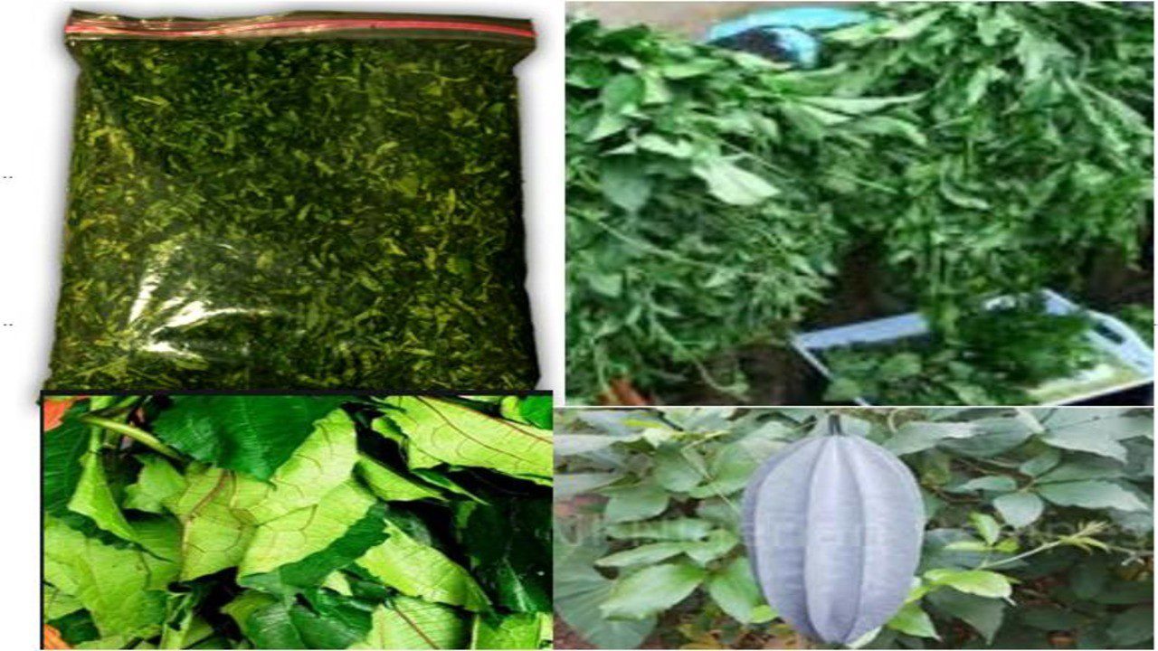 Ugu Leaves (Fluted Pumpkins): Facts, Health Benefits and Uses