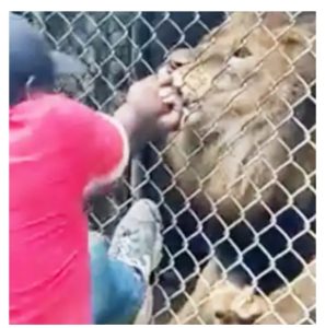Jamaica: Lion bites off finger of staff member at zoo(video)