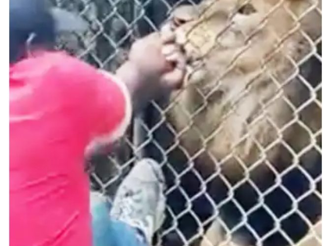 Jamaica: Lion bites off finger of staff member at zoo(video)