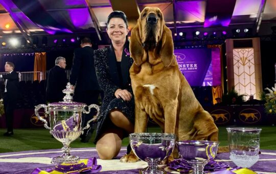 Trumpet becomes 1st bloodhound to win at Westminster dog show