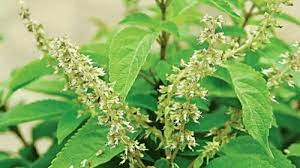 10 Health Benefits of Scent Leaves (Ocimum gratissimum)