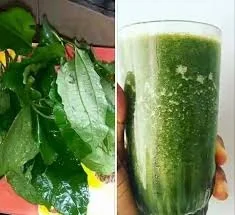 Ugu Leaves (Fluted Pumpkins): Facts, Health Benefits and Uses Ugu Leaves (Fluted Pumpkins): Facts, Health Benefits and Uses