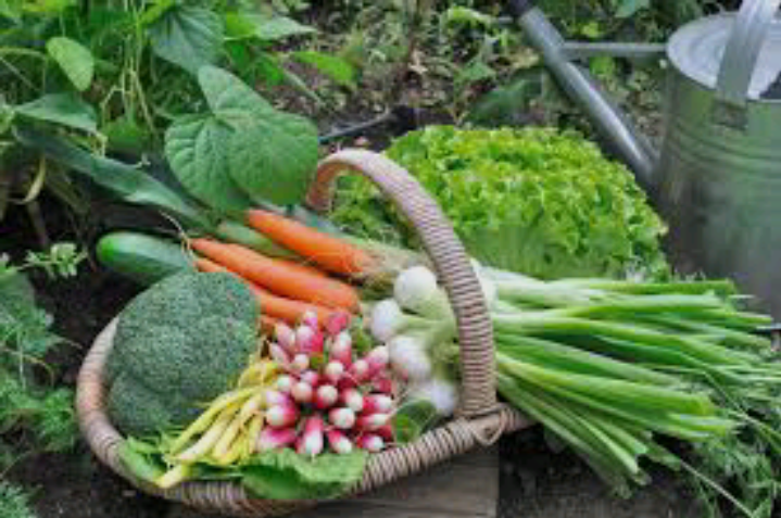 The Ultimate Step-by-Step Guide to Vegetable Gardening