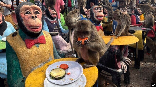 Monkeys in Central Thailand city mark their day with massive feast(photos)