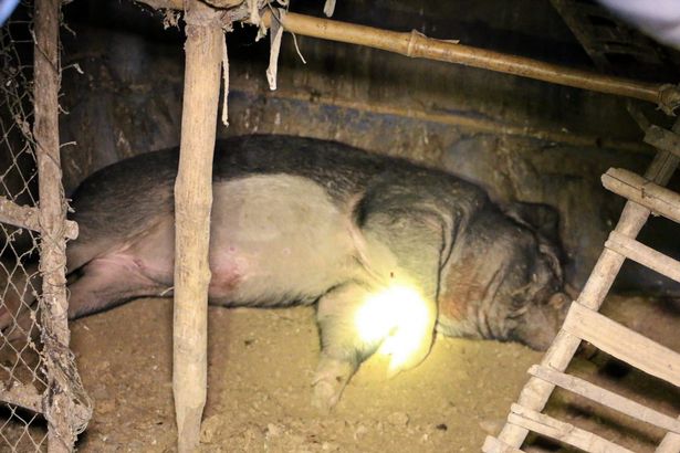 Lonely pensioner gored to death by his 'wild' pet boar (photos)