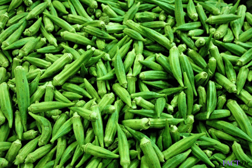 Okra Plant: Health Benefits, Facts and Recipes