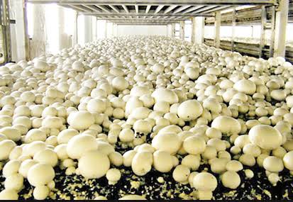 What You Don't Know About Mushroom Farming