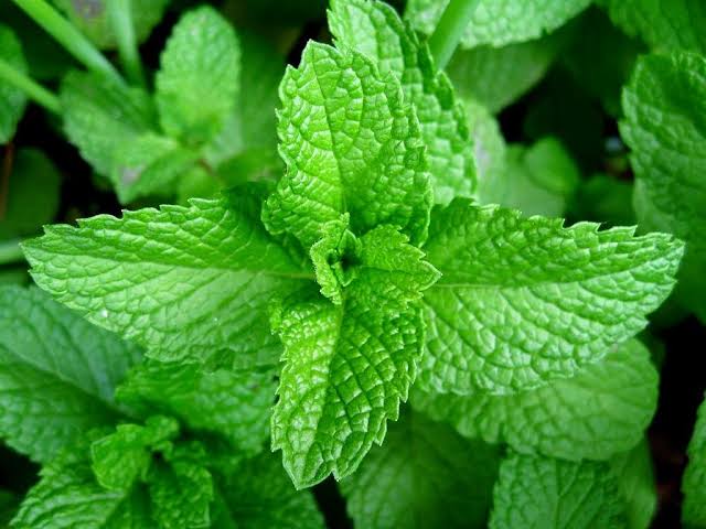 20 Amazing Health Benefits of Scent leaf (Ocimum gratissimum)