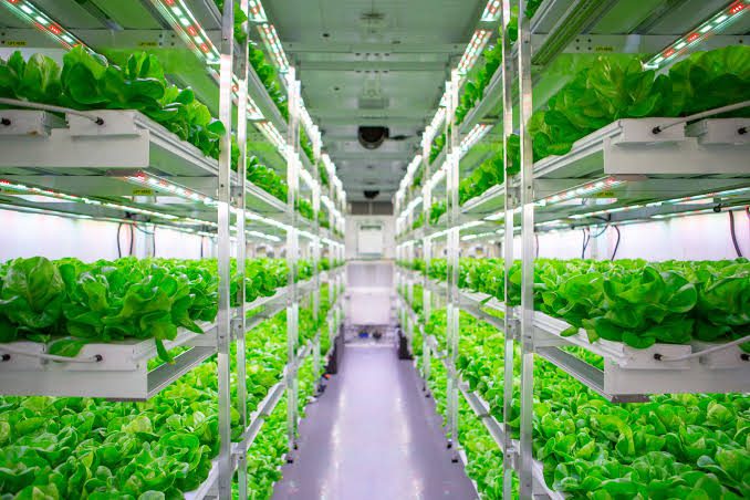 Types and Benefits of Hydroponic Farming