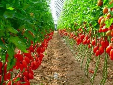 How to Setup a Tomato Farm