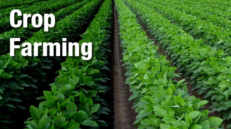 Feeding the World: The Importance of Sustainable Crop Farming