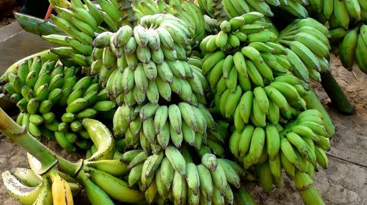 How to Start a Banana Farm