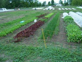 Everything You Need to Know About Micro Farming
