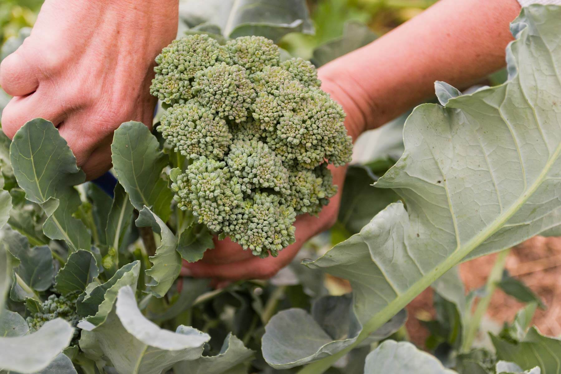 Broccoli Farming 101: Tips and Techniques for a Thriving Crop