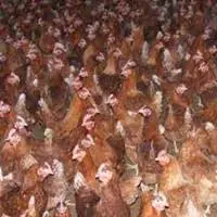 Introducing “Agric4Profit Poultry Farm Set-Up"