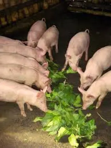 Introducing “Agric4Profit Pig Farm Set-Up"
