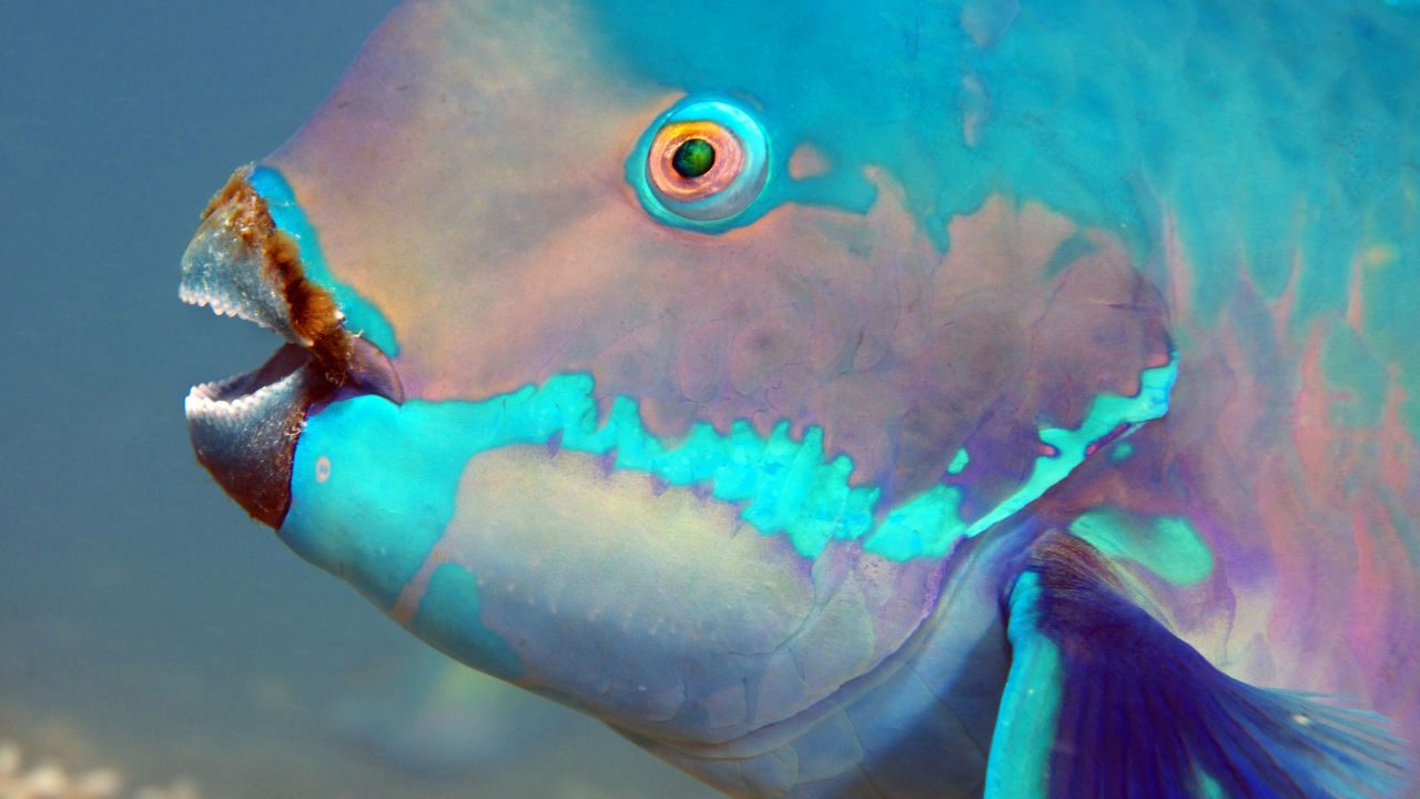 Everything You Need to Know About Parrot Fish