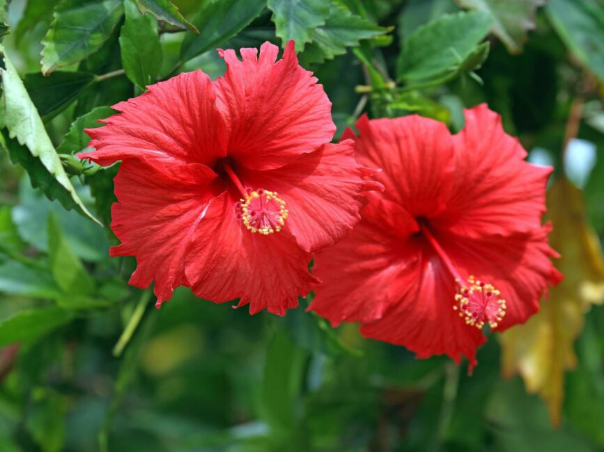 How to Grow Hibiscus Flowers in Your Garden