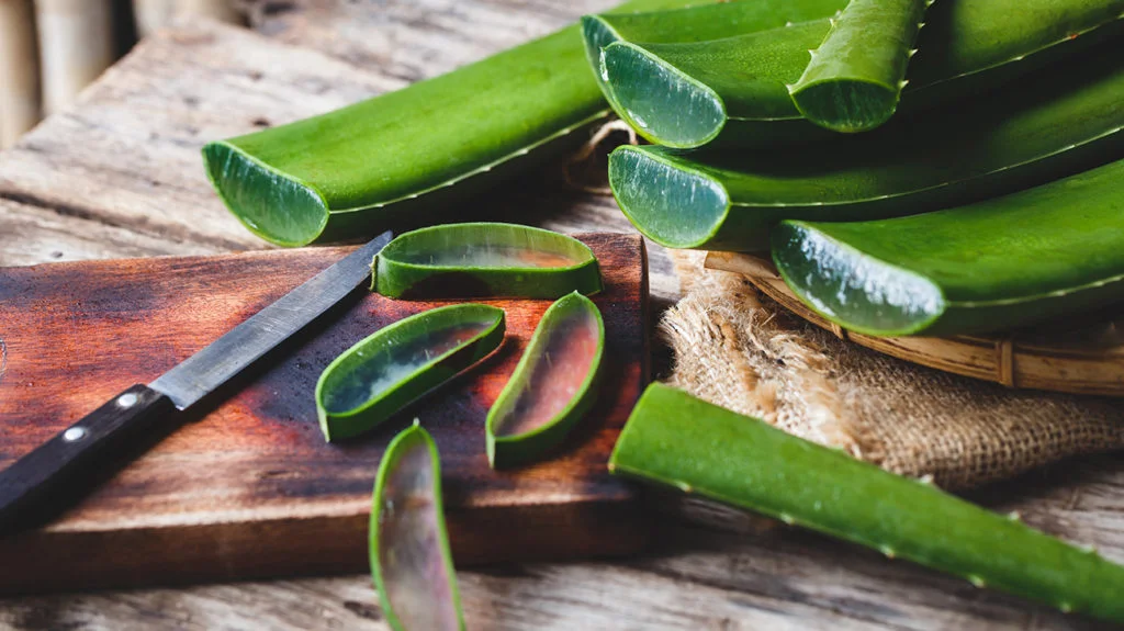 The Healing Properties of the Aloe Vera Plant: A Comprehensive Guide