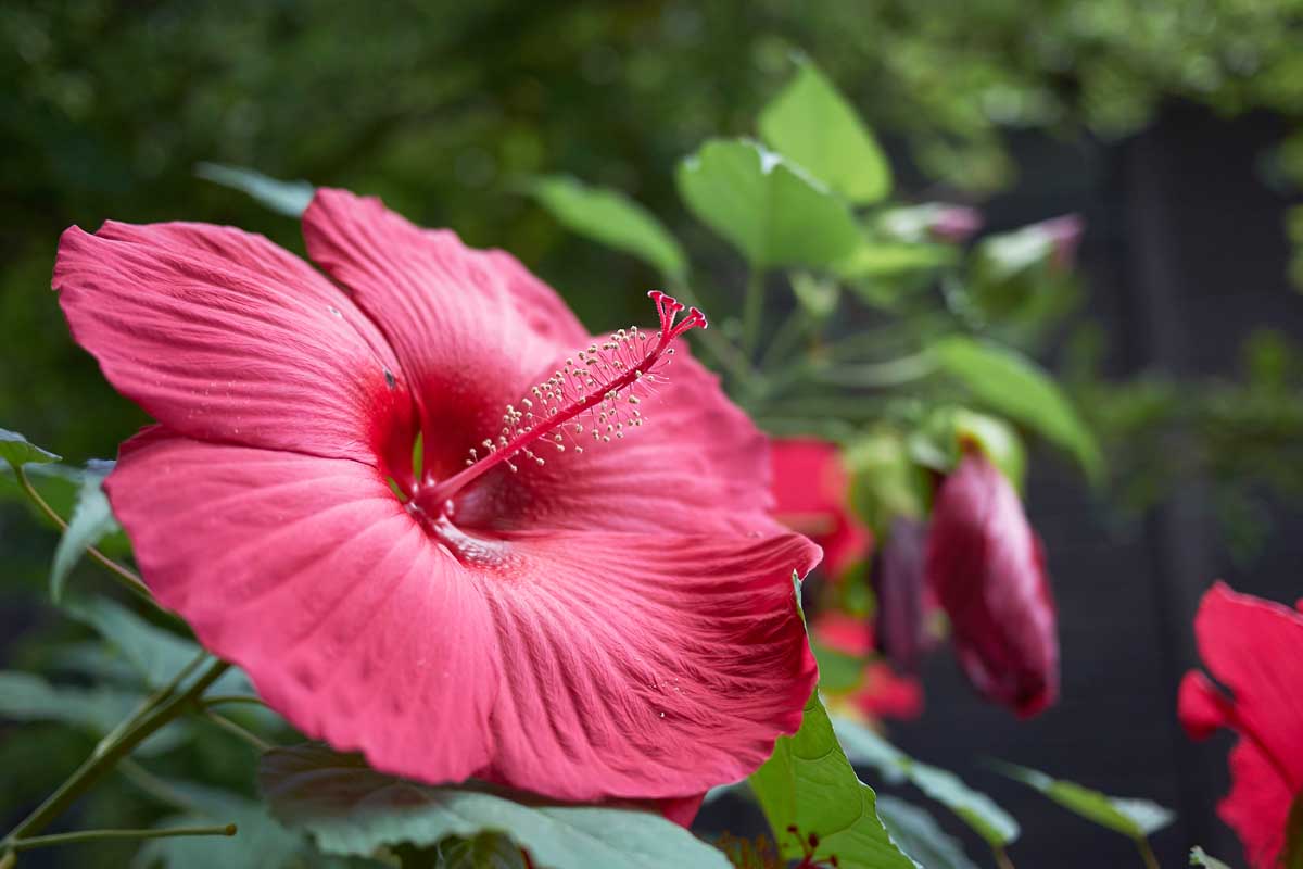 How to Grow Hibiscus Flowers in Your Garden
