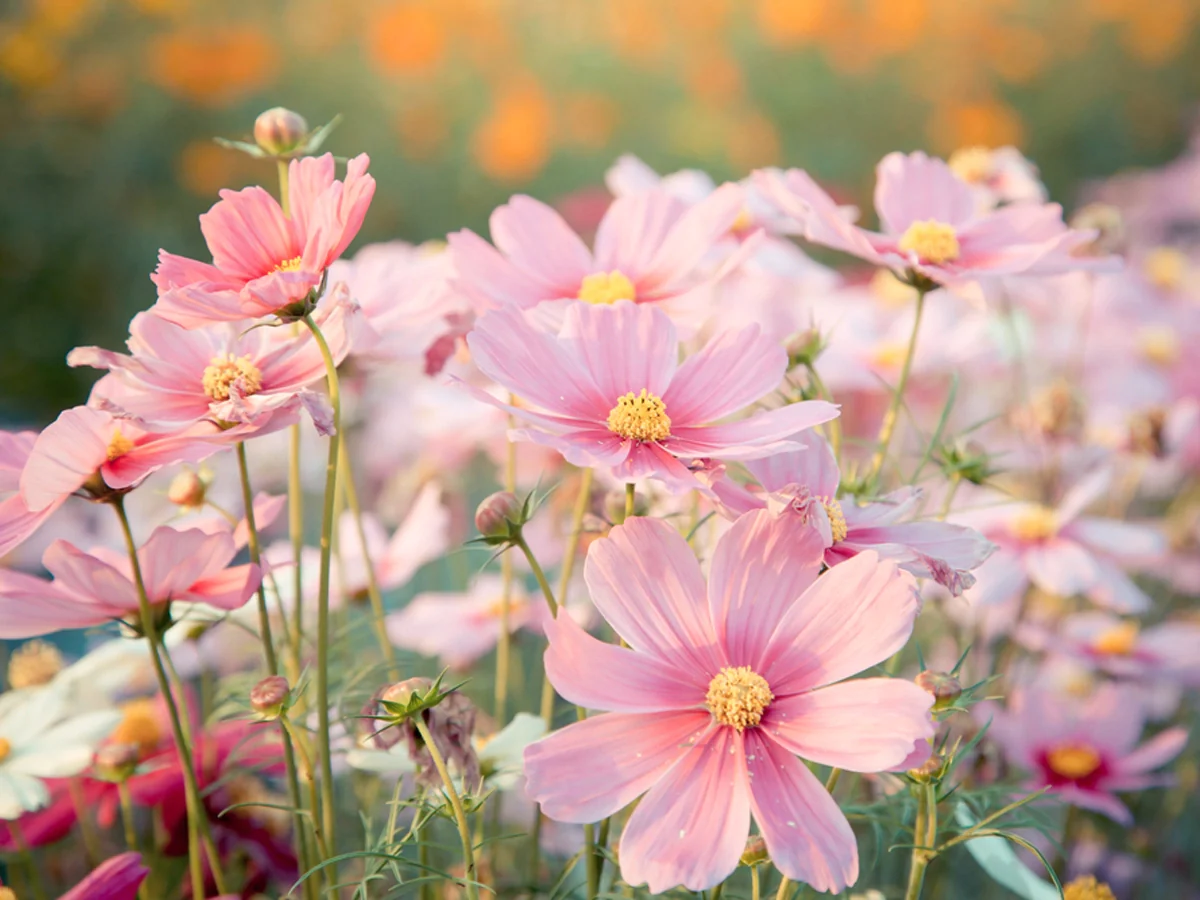 All You Need to Know About Cosmos Flower