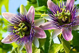 Benefits of Passion Flowers