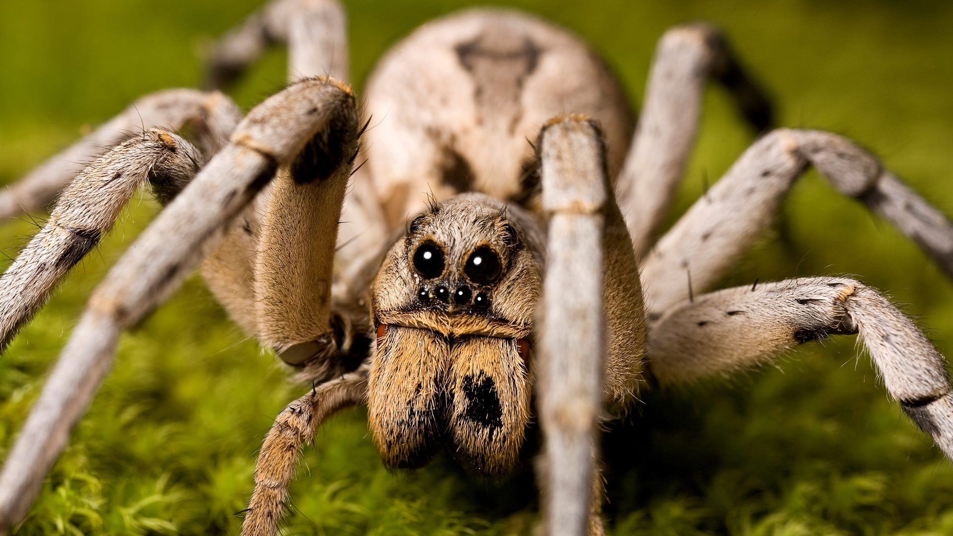 Wolf Spiders