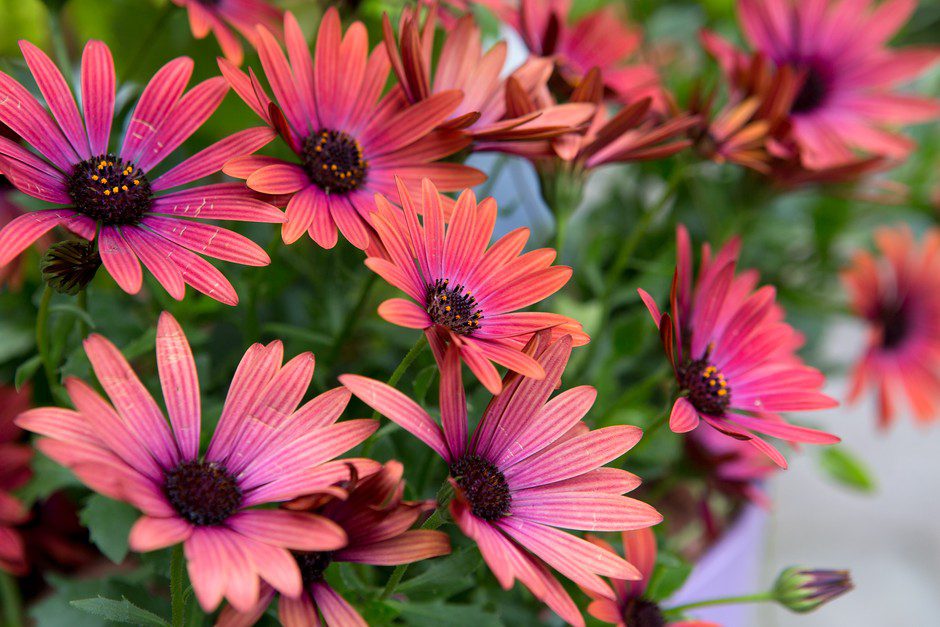 What You Need to Know About Osteospermum
