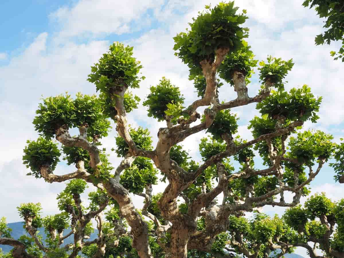 What Are the Benefits of Growing a Sycamore Tree?
