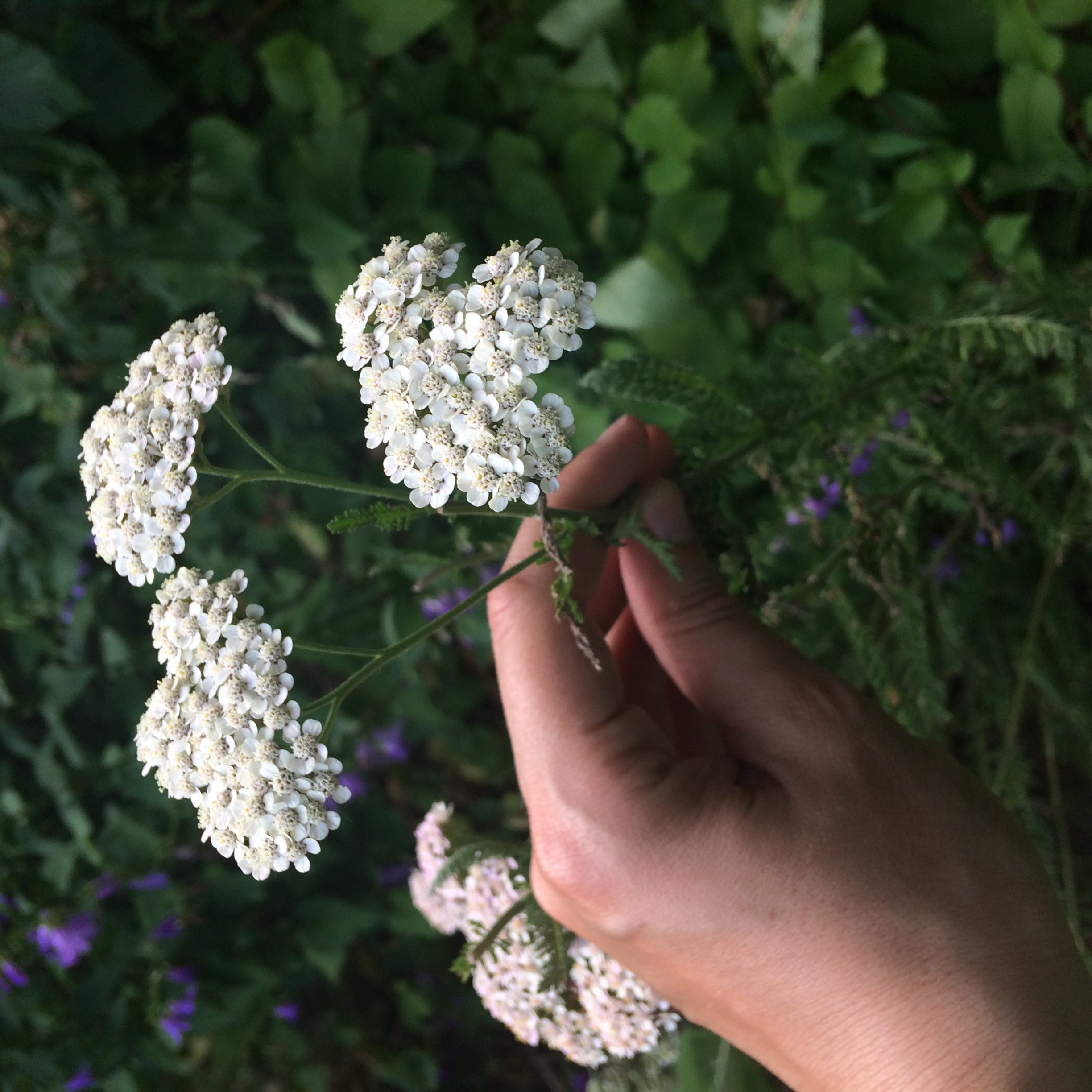 Everything You Need to Know About Yarrow
