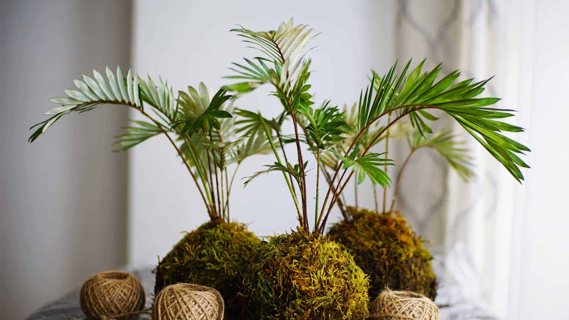 What to Know About Kokedama