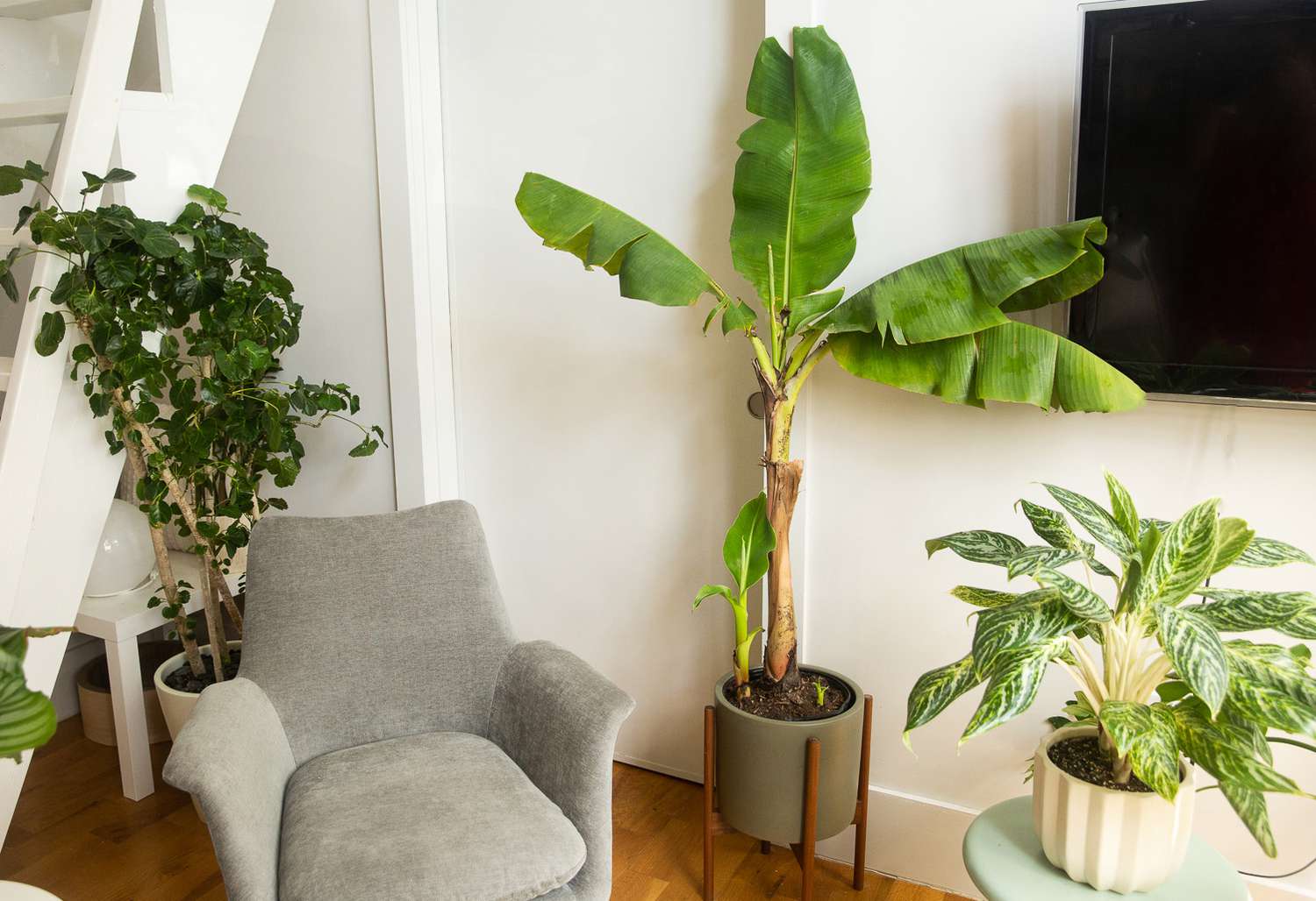 Banana Tree Care: What You Need to Know