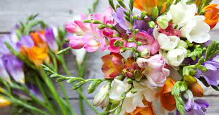 Interesting Facts About Freesia