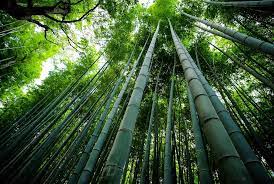 The Benefits of Bamboo: A Guide for Beginners