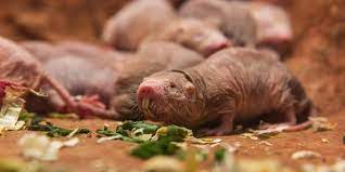 Dangers of Mole Rats to Your Farm