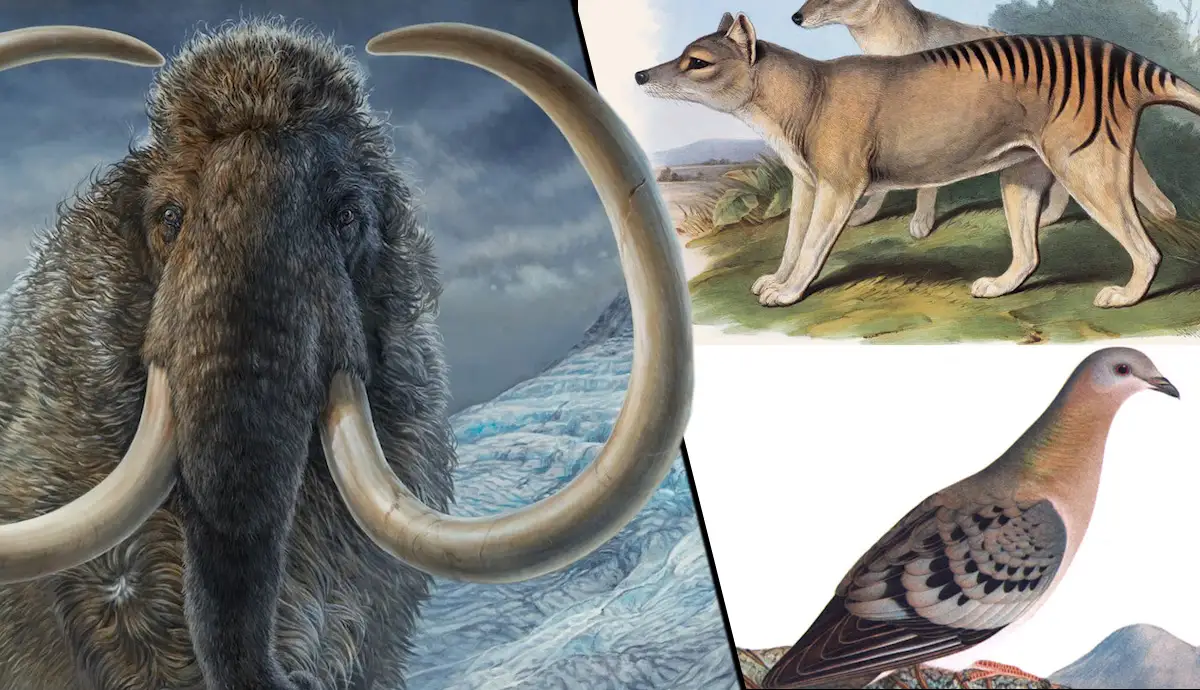 Everything You Need to Know About Extinction of Animals