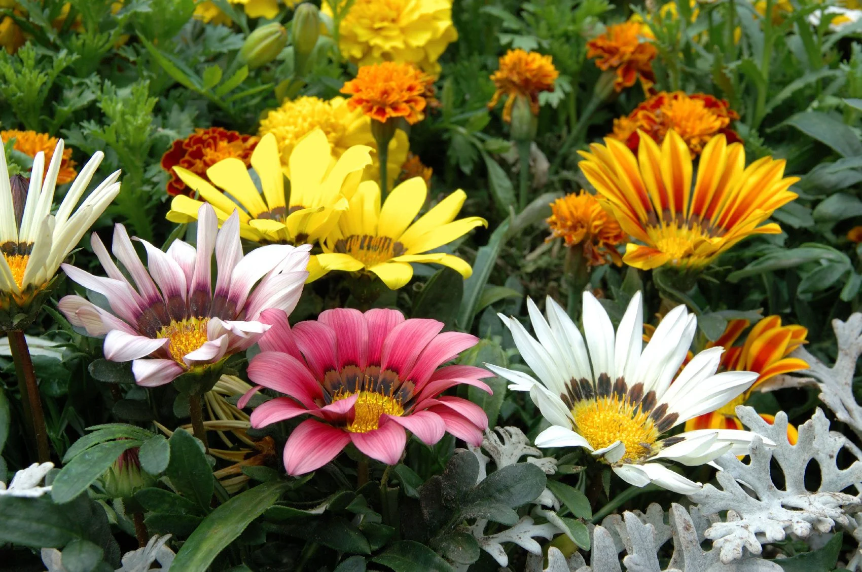 Gazania Care 101: How to Keep Your Garden Blooming