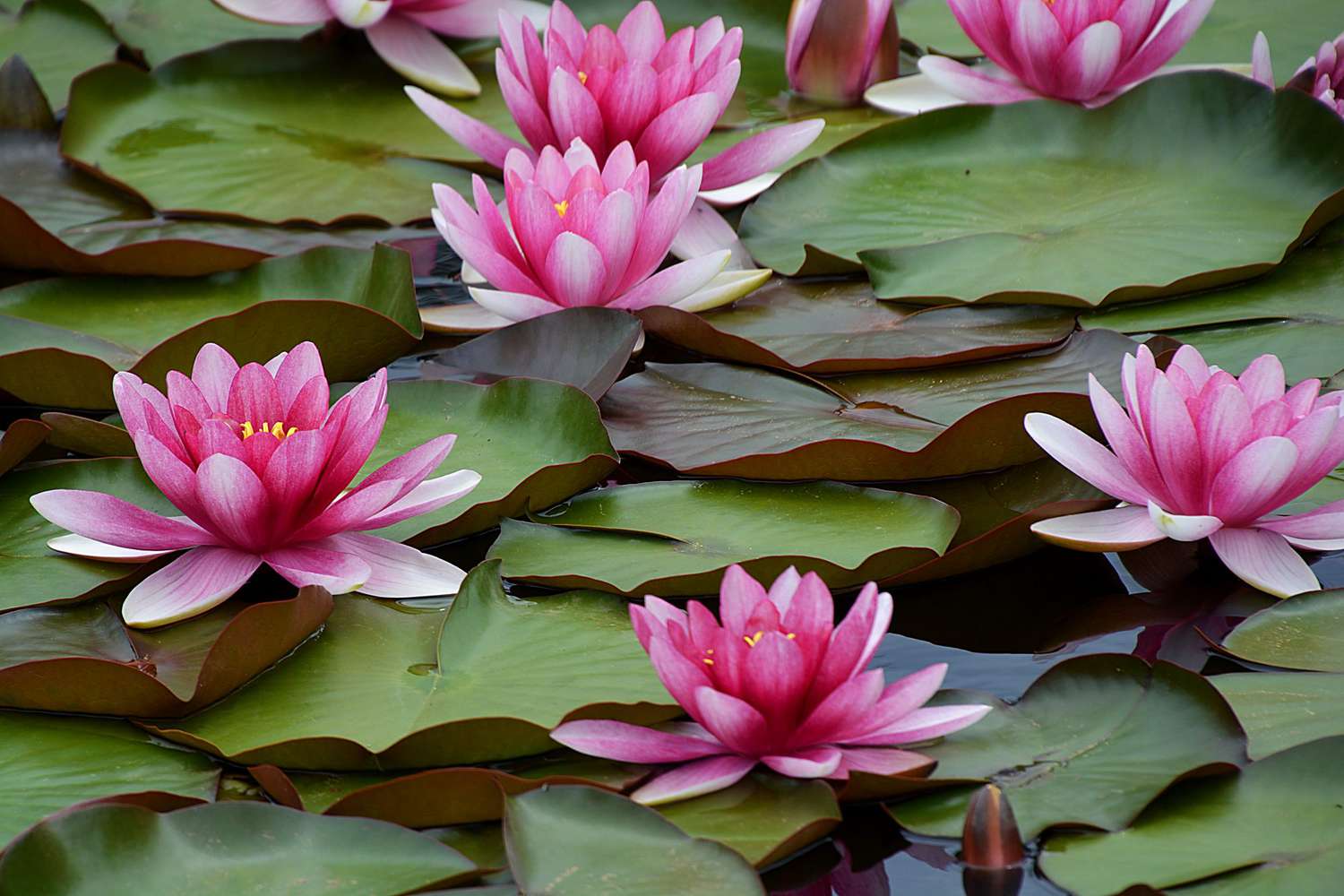 How to Care for a Water Lily?