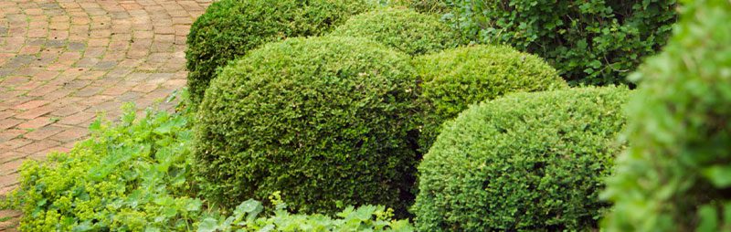 A Comprehensive Guide to Buxus