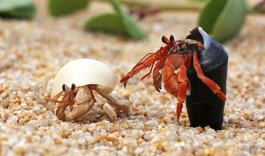 Everything You Need to Know About Hermit Crab