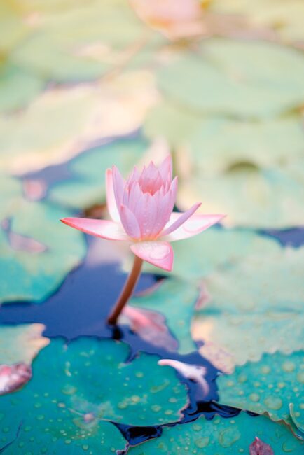 Water Lily