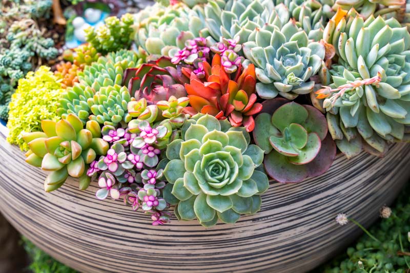 Succulent Plants: A Guide to Growing and Caring for These Unique Plants