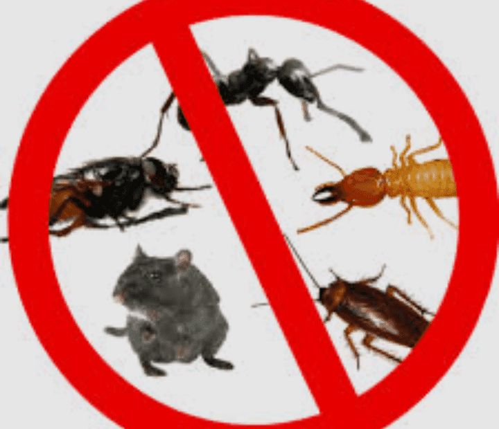 DIY pest control