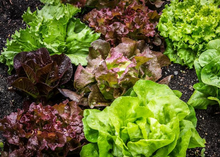 Top 10 Vegetable Crops to Grow in Your Backyard