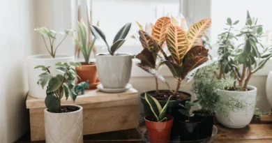 Low-Maintenance Plants for Beginners